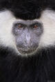 Colobus Monkey