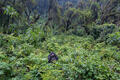 Gorilla Environment