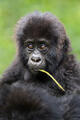 Baby Gorilla Portrait