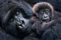 Mother's Love