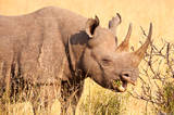 Black Horned Rhino print