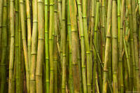 Bamboo Forest  print