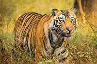 Bengal Tiger print