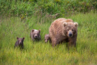 Bear Family print