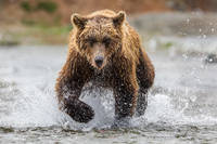 Alaskan Brown Bear print
