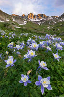 American Basin Columbine