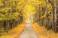 Yellow Road print
