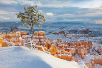 Bryce Tree print