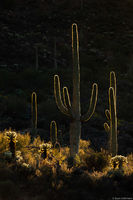 Saguaros print