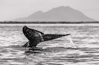 Whale Tail print