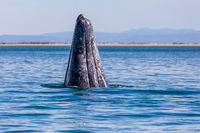Gray Whale print