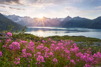 Glacier Bay Wildflowers print