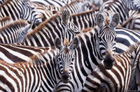 Zebras print