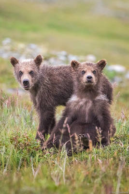 Brother Bears