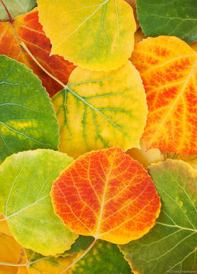Aspen Leaves
