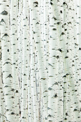 Aspen Trunk Detail