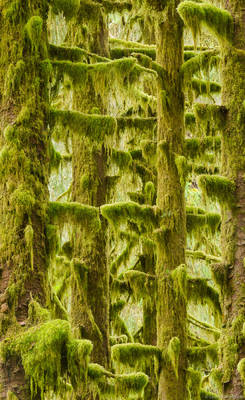 Mossy Trees