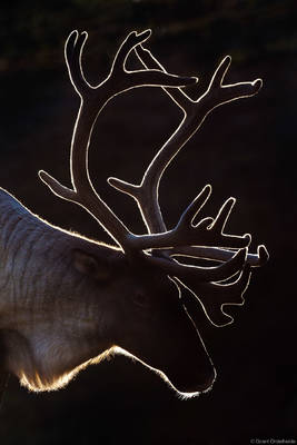 Caribou