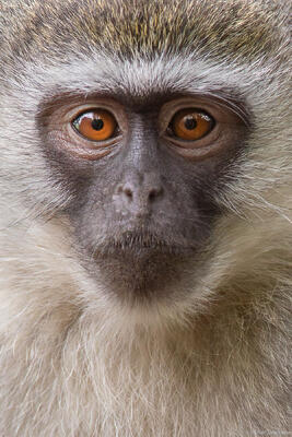 Vervet Monkey