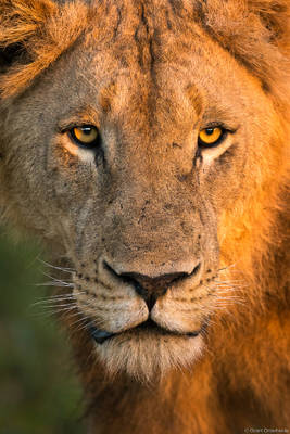 Lion Dawn