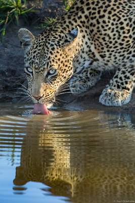 Watchful Drinking