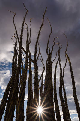 Ocotillo Sunburst