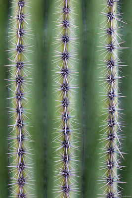 Saguaro Spines