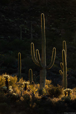 Saguaros