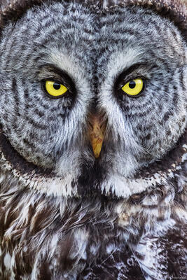 Great Gray