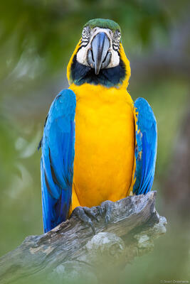 Blue-and-yellow macaw in Brazil.