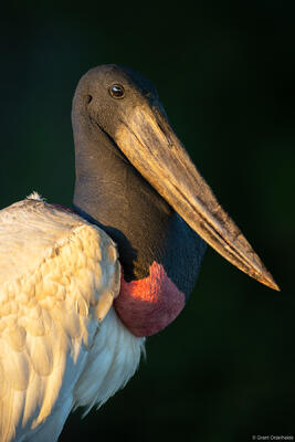 Jabiru Stork