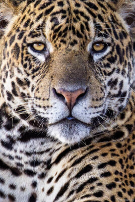 Big Cat
