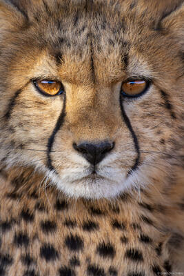 Cheetah 