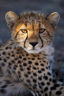 Cheetah Cub