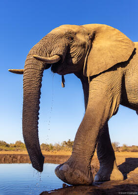 Elephant Morning