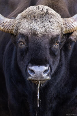 Gaur Portrait