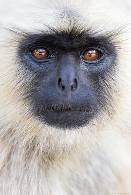 Langur Portrait