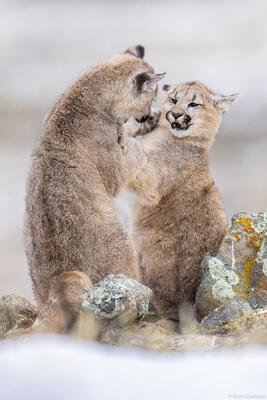 Playful Cubs