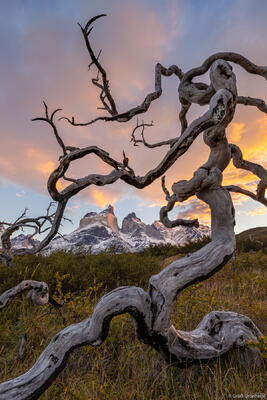 Gnarled Tree and Horns