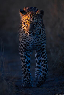 Leopard Spotlight