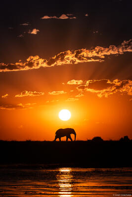 Ele Silhouette 
