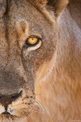 Lion Eye