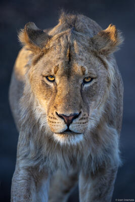 Lion Morning