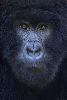 Mountain Gorilla