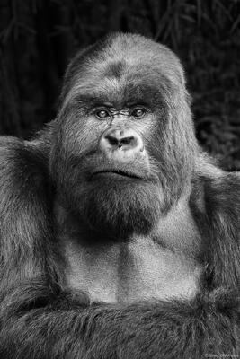 Portrait of a Silverback