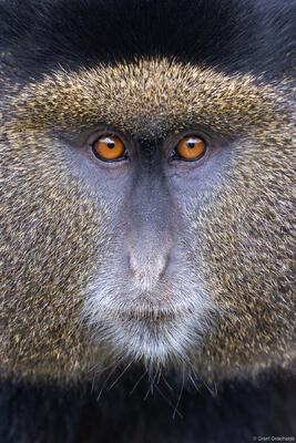 Golden Monkey