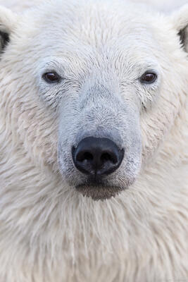Face of the Arctic