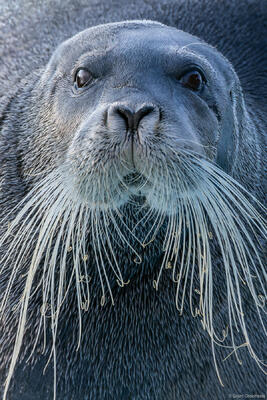 Bearded Seal