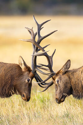 Sparring Elk