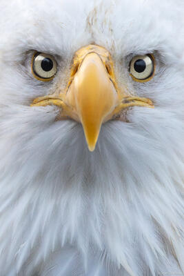 Bald Eagle Portrait
